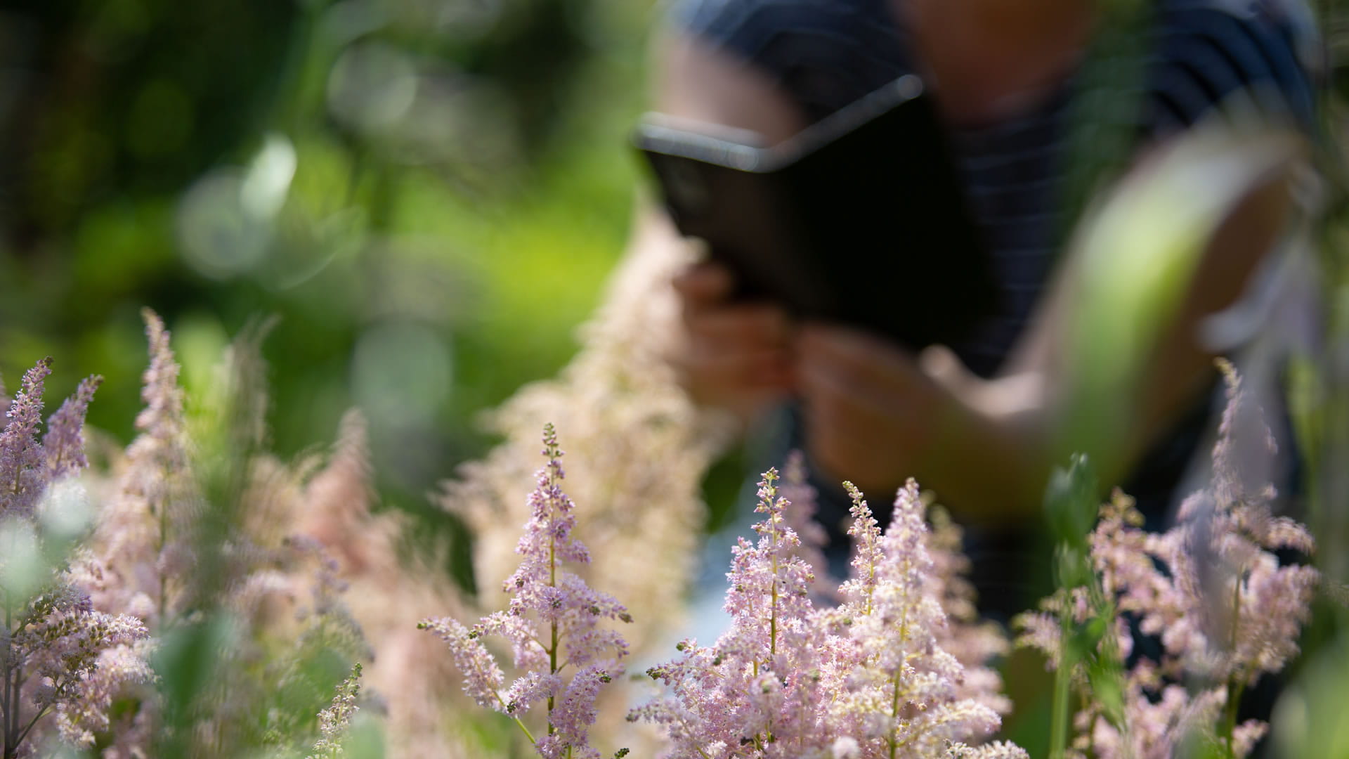 Medien und Content für Verlage und Gartenbau